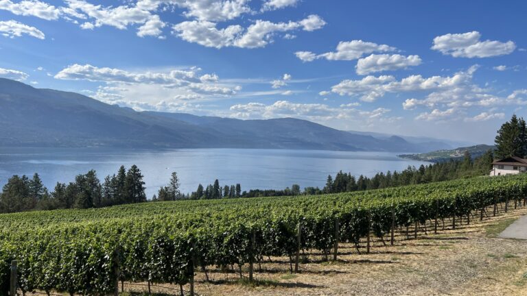 Rows of grapevines overlook a large lake with distant mountains under a partly cloudy blue sky.