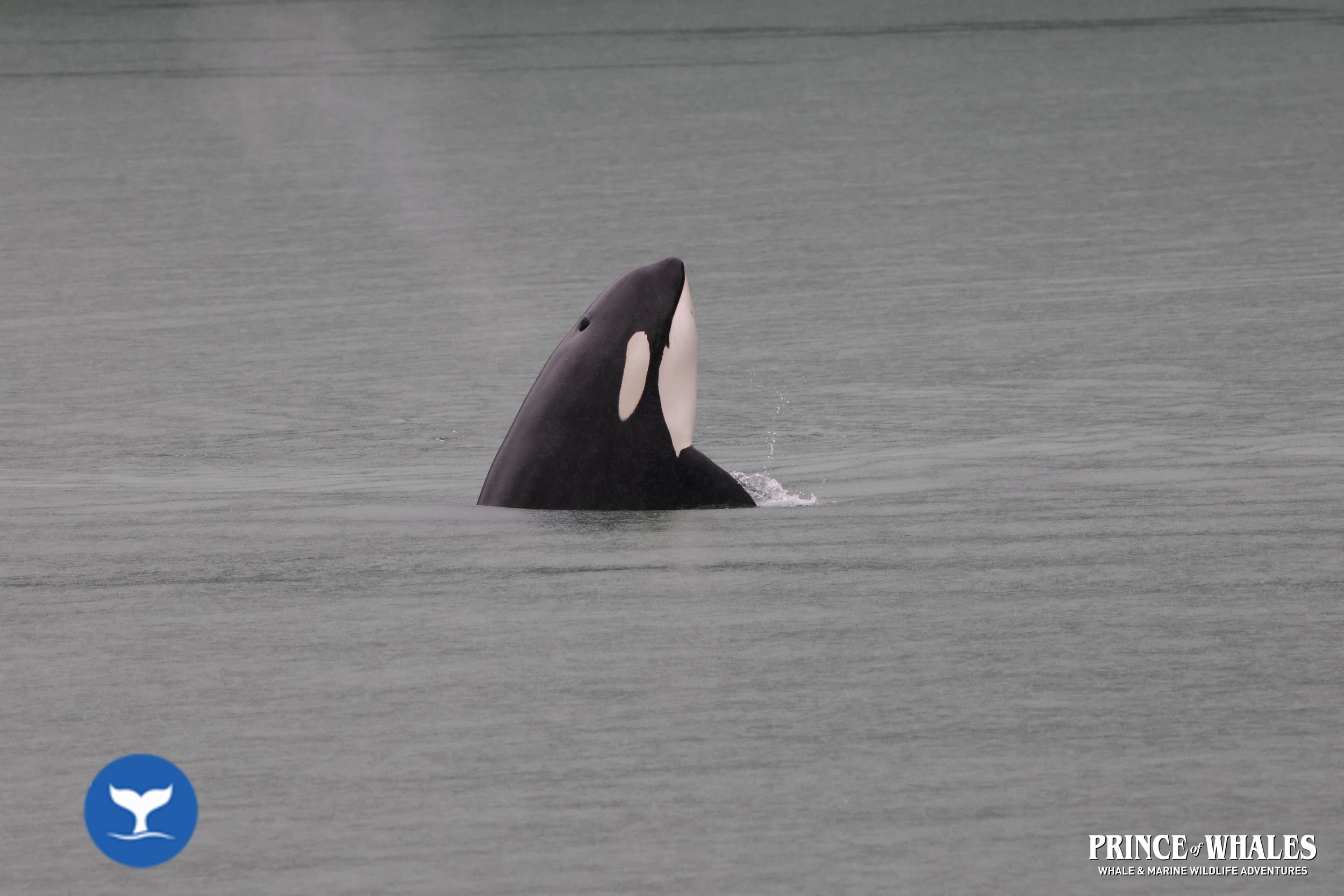 An orca pokes its head vertically above the waters surface in a calm, grey sea.