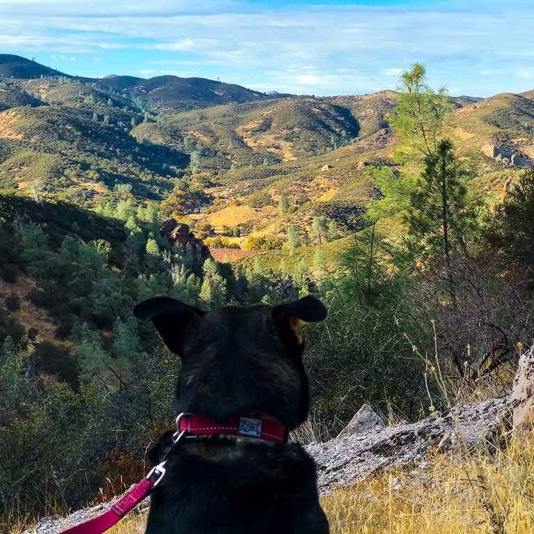 A dog with a red collar looks out over a scenic landscape of hills and valleys covered with trees and brush under a blue sky.