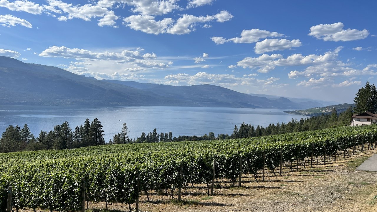 Rows of grapevines overlook a large lake with mountains in the background under a partly cloudy sky.