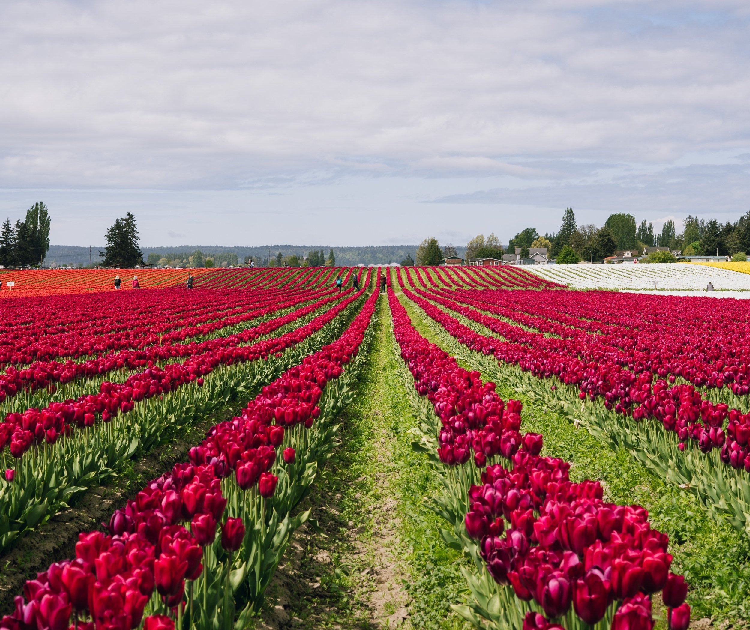 Rows of vibrant red tulips in bloom stretch across a large field under a partly cloudy sky.