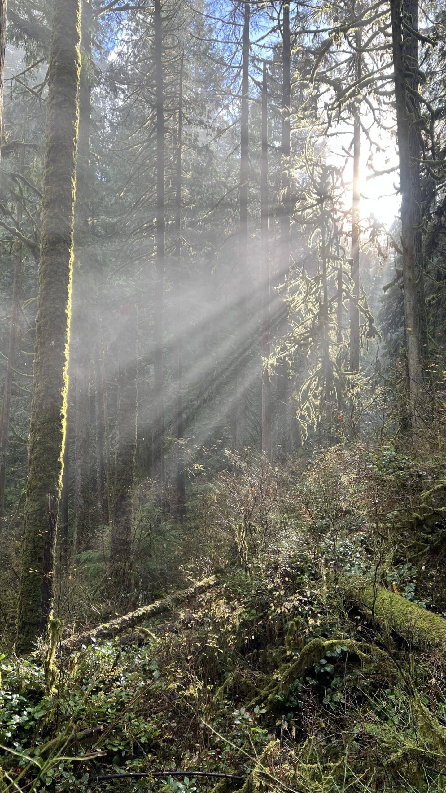 Sunlight filters through tall trees in a dense, mossy forest with rays of light illuminating the underbrush.