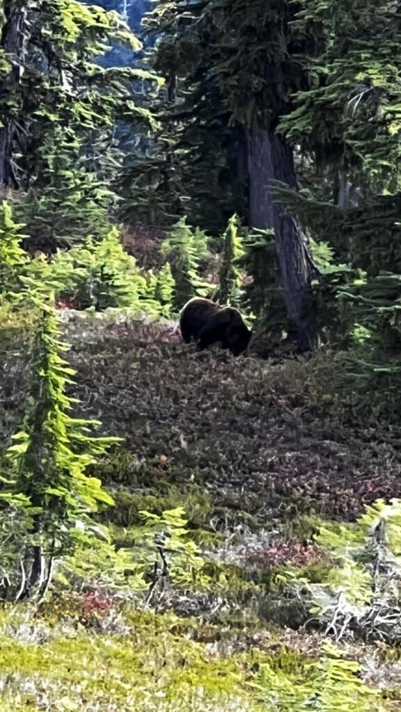 A bear is walking through a forested area with green shrubs and tall trees along the Pacific Crest Trail.