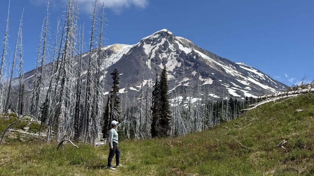 A hiker conducting a risk assessment stands in a field of dead trees facing a large, snow-capped mountain.